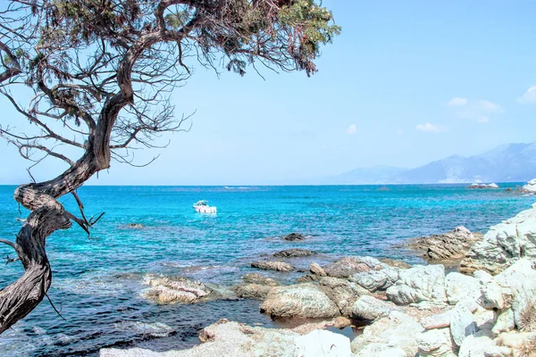 Paseo Marítimo Por Desierto Agriates Hasta Saleccia Córcega Isla Belleza — Foto de Stock