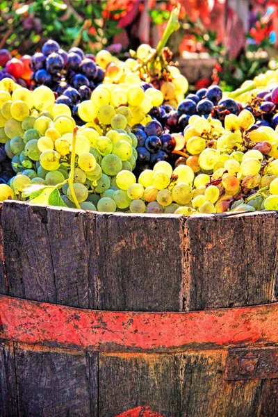 Colheita Uvas Uvas Maduras Dentro Balde — Fotografia de Stock