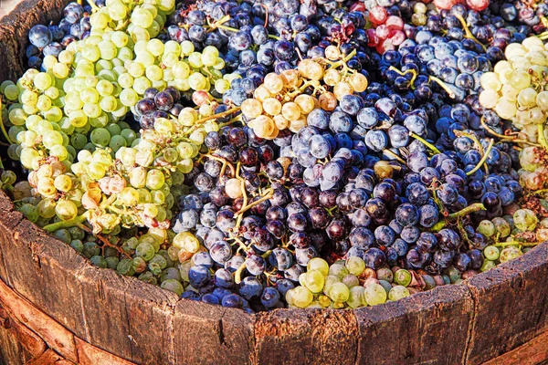 Harvesting Grapes Ripe Grapes Bucket — Stock Photo, Image