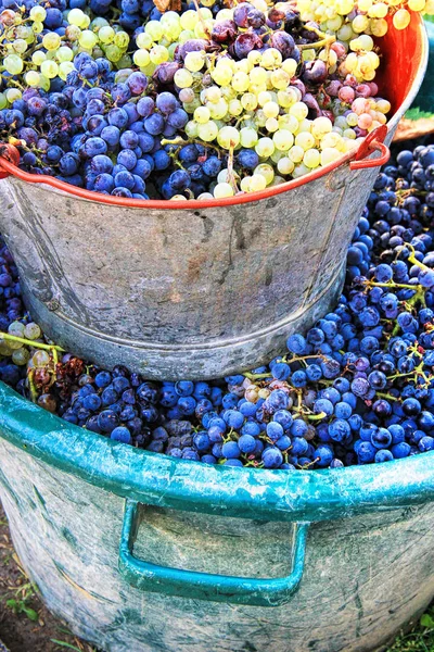 Harvesting Grapes Ripe Multi Colored Grapes Bucket — Stock Photo, Image