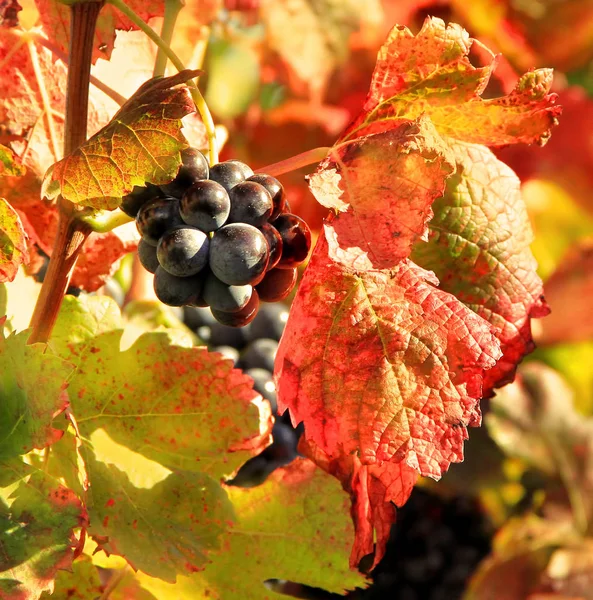 Harvesting Grapes Black Grapes Colorful Leaves — Stock Photo, Image