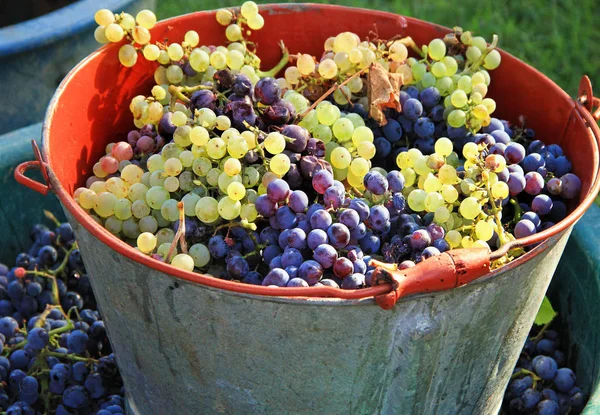 Uvas Vendimia Uvas Maduras Multicolores Dentro Cubo — Foto de Stock