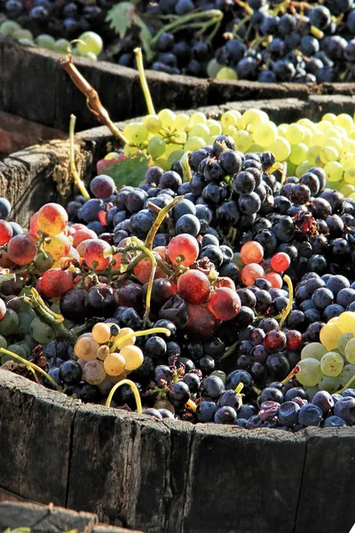 Harvesting Grapes Ripe Grapes Bucket — Stock Photo, Image