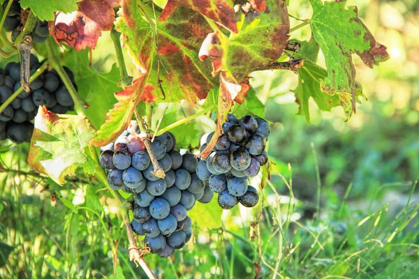 Uvas Negras Hojas Coloridas Durante Otoño Seaso — Foto de Stock