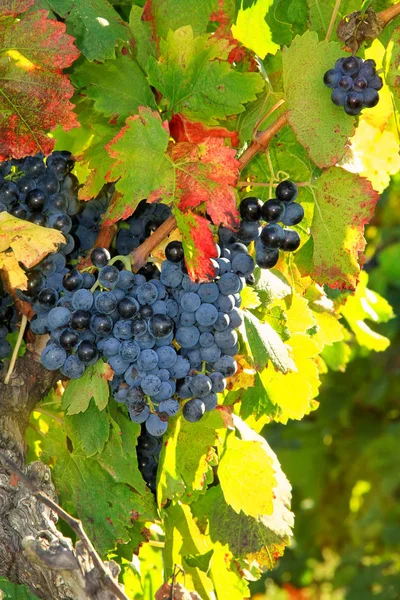 Uvas Vendimia Uvas Negras Hojas Coloridas — Foto de Stock