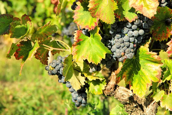 Uvas Vendimia Uvas Negras Hojas Coloridas — Foto de Stock