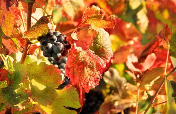 Cosecha de uvas — Foto de Stock