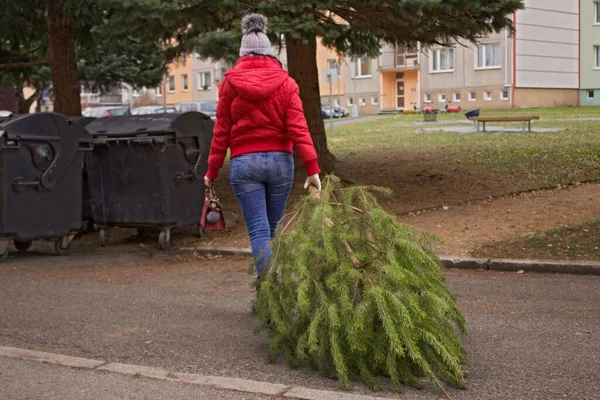 A woman with a handbag  pulls the  Christmas tree to the waste container.A woman with a red handbag and a jacket carries a pine tree to the container. The garbage trucks will take her later.