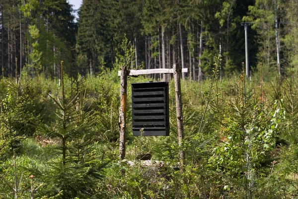 Pheromone trap against ips typographus in the middle spruce forest.The European spruce bark beetle Ips typographus, is a species of beetle in the weevil subfamily Scolytinae, the bark beetles, and is found from Europe to Asia