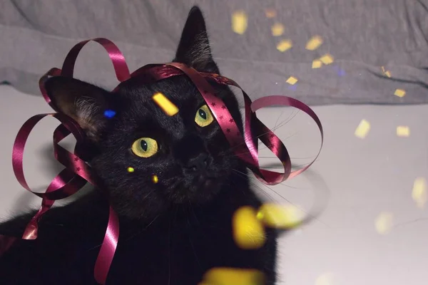 Gato Preto Com Olhos Amarelos Tem Uma Fita Cabeça Redor — Fotografia de Stock