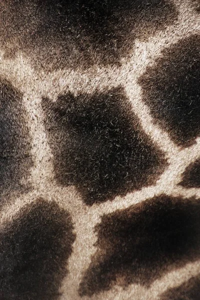 Close-up of giraffe skin.Maps, stains and drawing  of giraffe skin.Concept for material for making wallets, handbags, shoes, coats, etc.