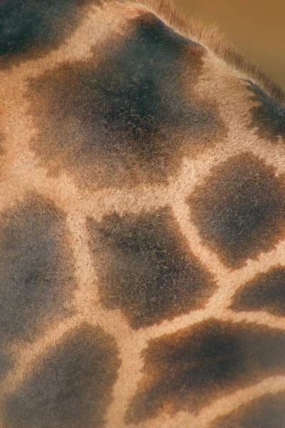 Närbild Giraff Hud Kartor Fläckar Och Ritning Giraff Hud Koncept — Stockfoto