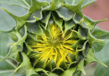 Olgunlaşmamış yeşil ayçiçeğinin yakın çekimi.