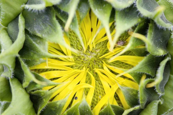 Close Green Unripe Sunflower Bloom — Stock Photo, Image