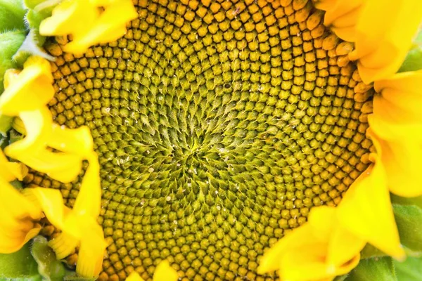 Detail of a sunflower flower on which the sun`s rays fall.