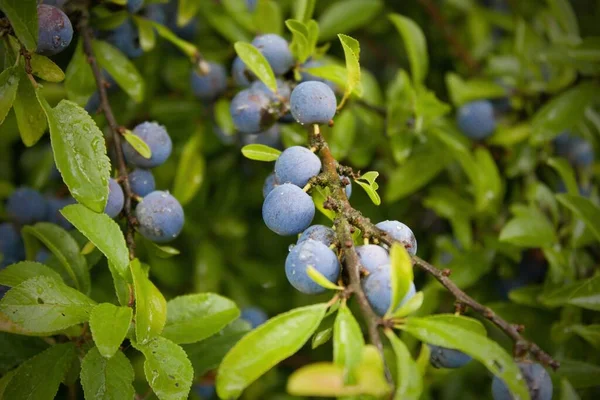 Blackthorn. Çalı dalları mavi toplarla serpilmiştir. Prunus spinosa, 