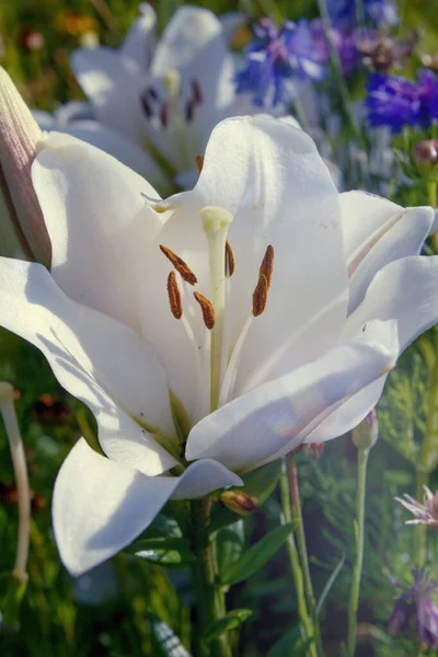 夏の光の中で白いユリのクローズアップ純潔の象徴として白いユリ 庭園と公園の女王 — ストック写真