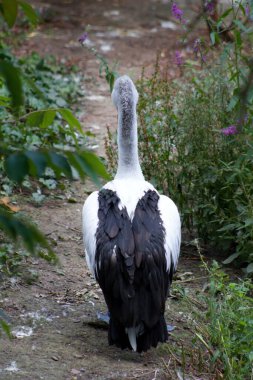 Pelecanus conspicillatus sırtını gösterir. Uzun boyunlu büyük siyah beyaz bir kuş lense sırtını dönerek oturur..