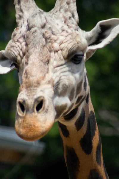 Žirafa Hlava Krk Pod Modrým Nebem Žirafa Africký Artiodactyl Savec — Stock fotografie