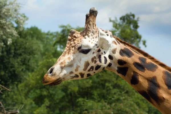 Żyrafa Głowa Szyją Pod Błękitnym Nieba Żyrafa Jest Afrykańskim Ssakiem — Zdjęcie stockowe