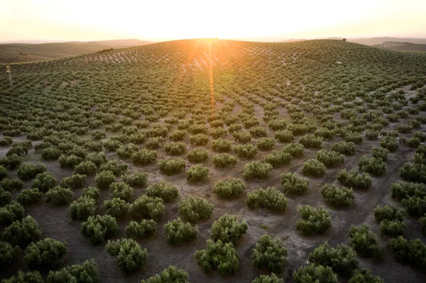 İspanya 'daki zeytin fidanlarının havadan görünüşü. Drone bakış açısı