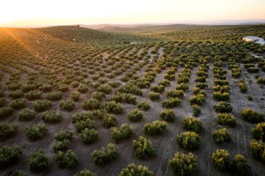 Güneş günbatımında yapraklarını süzerken zeytin koruluğunun yan görüntüsü