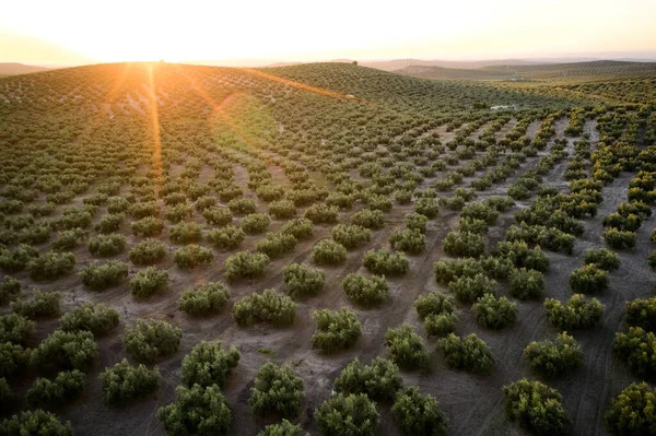 İspanya 'daki zeytin fidanlarının havadan görünüşü. Drone bakış açısı