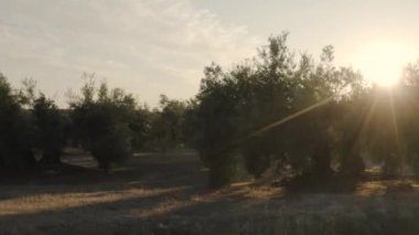 Güneş günbatımında yapraklarını süzerken zeytin koruluğunun yan görüntüsü