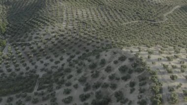 Gün batımında simetrik olarak zeytin ağaçlarından oluşan kırsal bir manzaranın drone görüntüsü