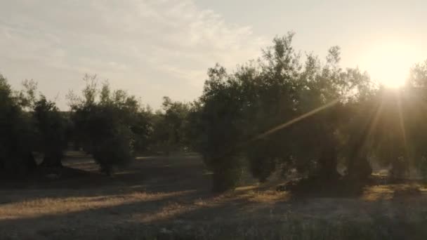 Vista lateral de un olivar mientras el sol se filtra a través de sus hojas al atardecer — Vídeo de stock