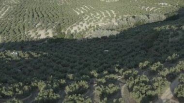 Gün batımında simetrik olarak zeytin ağaçlarından oluşan kırsal bir manzaranın drone görüntüsü