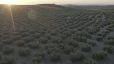 Gün batımında zeytin tarlasında alçaktan uçan bir dron.