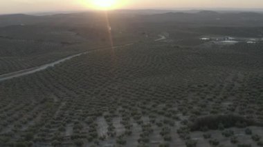 Gün batımında zeytin tarlasında alçaktan uçan bir dron.