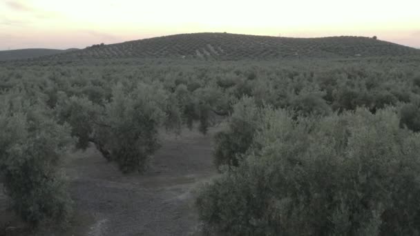 Langzame video van een olijfgaard bij zonsondergang in andalusia — Stockvideo