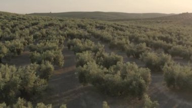Gün batımında zeytin tarlasında alçaktan uçan bir dron.