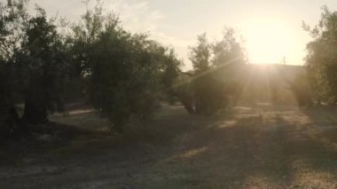 Güneş günbatımında yapraklarını süzerken zeytin koruluğunun yan görüntüsü