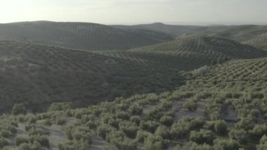 Gün batımında simetrik olarak zeytin ağaçlarından oluşan kırsal bir manzaranın drone görüntüsü