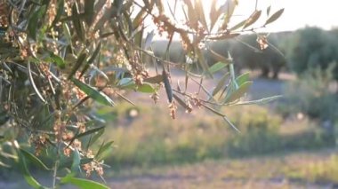 Gün batımında zeytin tarlasında çiçek açan meyveli zeytin dalının ayrıntıları.