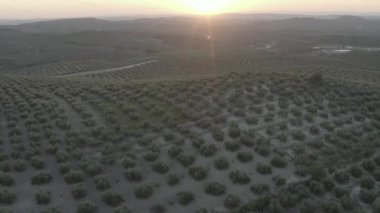 Gün batımında zeytin tarlasında alçaktan uçan bir dron.