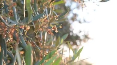 Gün batımında zeytin tarlasında çiçek açan meyveli zeytin dalının ayrıntıları.