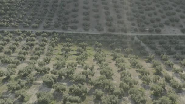 มุมมองโดรนของฉากชนบทที่สร้างขึ้นจากแถวของต้นมะกอกสมมาตรที่พระอาทิตย์ตก — วีดีโอสต็อก