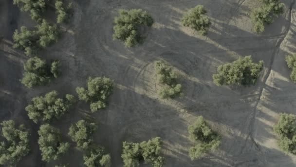 Blick von oben auf ein Feld symmetrischer Olivenbäume. Luftaufnahme eines Olivenhains. — Stockvideo