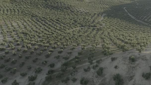 มุมมองโดรนของฉากชนบทที่สร้างขึ้นจากแถวของต้นมะกอกสมมาตรที่พระอาทิตย์ตก — วีดีโอสต็อก