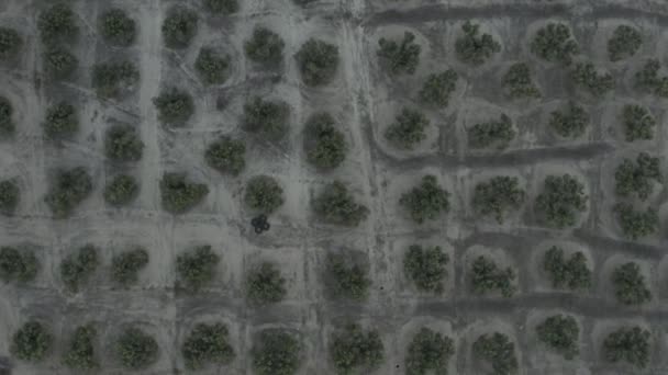 Veduta aerea delle piantagioni di Olive, Spagna. Il punto di vista dei droni — Video Stock