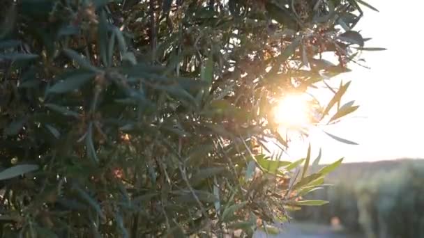 Detalle de una rama de olivo floreciente con la fruta floreciendo en un campo de olivo al atardecer — Vídeo de stock