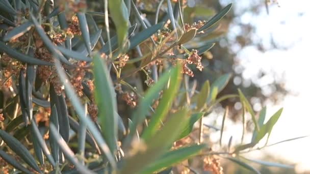 Detalle de una rama de olivo floreciente con la fruta floreciendo en un campo de olivo al atardecer — Vídeo de stock