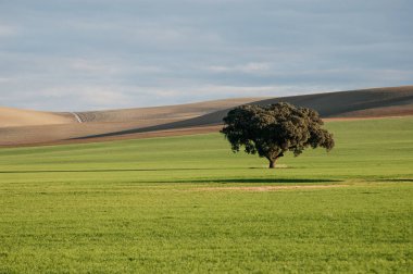 Arka planda bin yıllık meşe ağacı ve mavi gökyüzü olan yeşil mısır gevreği tarlası.