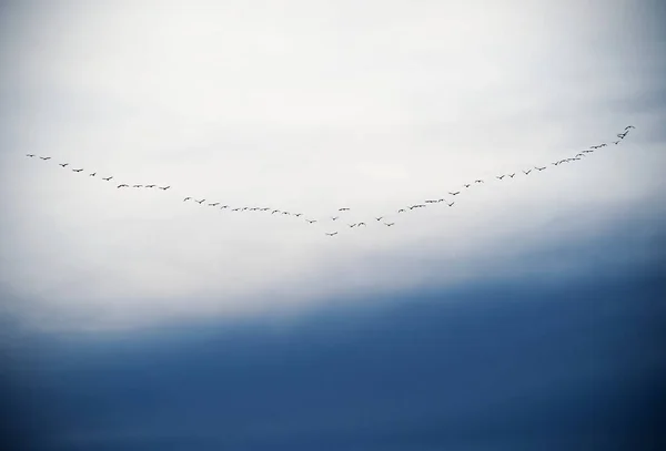 Artistic Background. Sunset with a flock of birds in formation that is moving away — Stock Image Artistic Background. Sunset with a flock of birds in formation that is moving away Stock Image