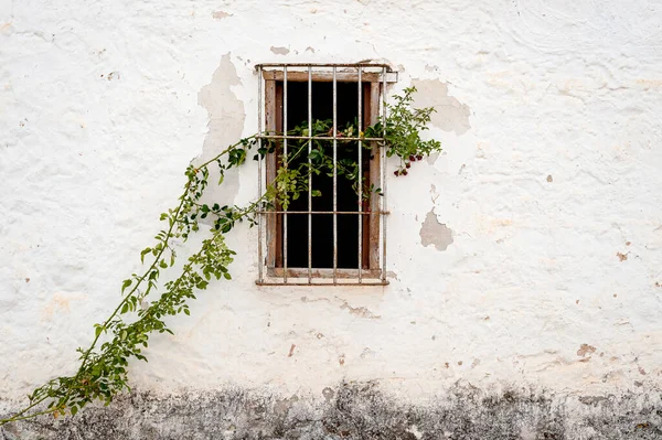 An old building covered by nature. Abstract background — Stock Photo, Image