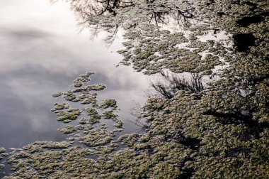 soyut su ve alg tabanı